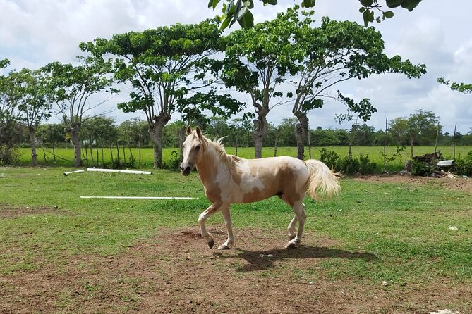 2-Hour Horseback Riding Tour at Sunset from Punta Cana - Boca de Maimón: where the river meets the beach