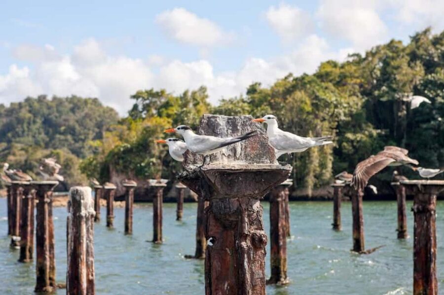4in1: Los Haitises+ Kayaking+ Natural Pools+ Montana Redonda - Los Haitises by boat: mangroves, caves, and the wildlife moments