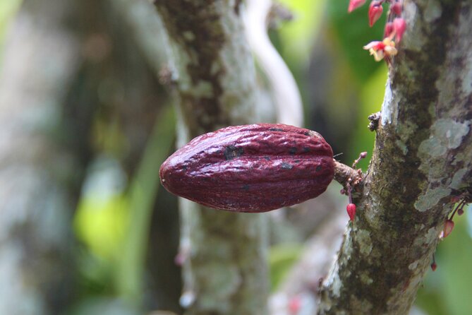 5 Tours of Jungle and Dominican Culture with Lunch - Lunch by the River at El Punto: Dominican Buffet, Fresh-Water Swim