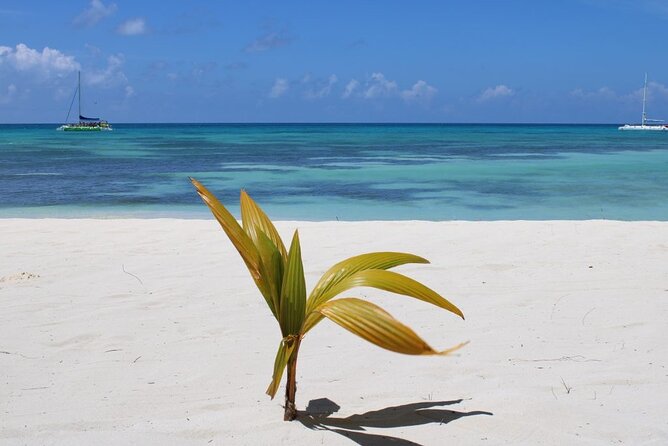 A Magical Day on Saona Island - Dominican buffet lunch and an open bar: good value, not a compromise