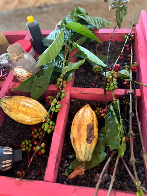 Buggy Tour in Punta Cana: Mamajuana - Coffee - Swimming in Cenote and Macao Beach - Quick take: should you do this buggy tour?
