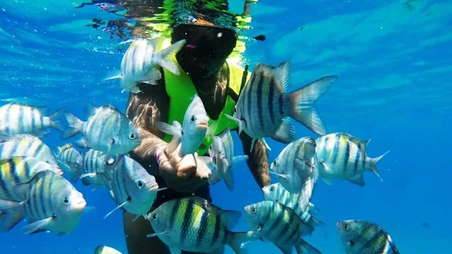 Catalina Island: Day Trip - Best Snorkeling! - Getting There: Bus to La Romana and the Boat Transfers