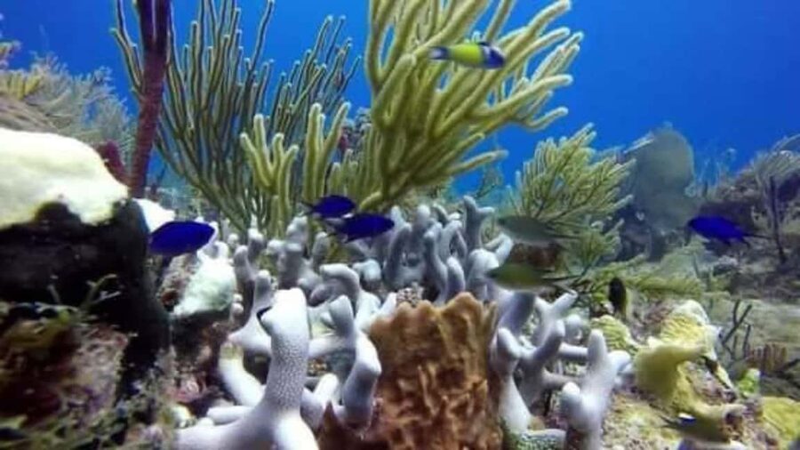 Catalina Island: Day Trip - Best Snorkeling! - Stop Two: The Aquarium Reefs, Fish Schools, and Sea Turtles