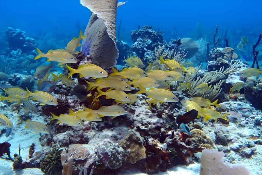 Catalina Island Full-Day Snorkeling + Lunch from Punta Cana - Key Things To Know Before You Go
