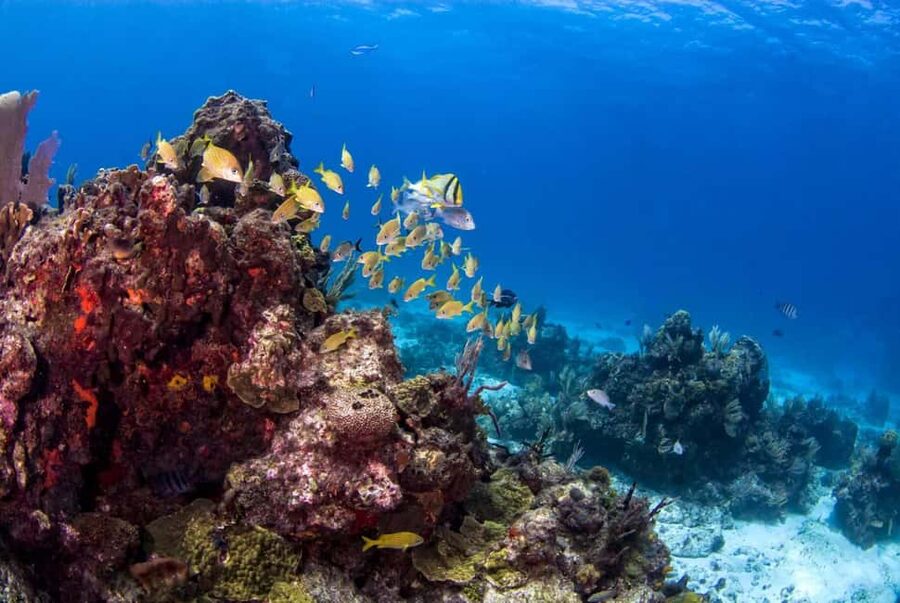 Catalina Island Full-Day Snorkeling + Lunch from Punta Cana - Music and Cultural Moments: What You Might Actually Notice