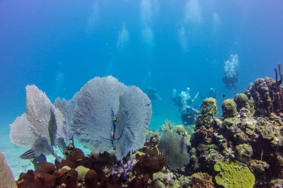 Catalina Island Scuba Diving Tour from Punta Cana - Who should book this Catalina Island scuba tour