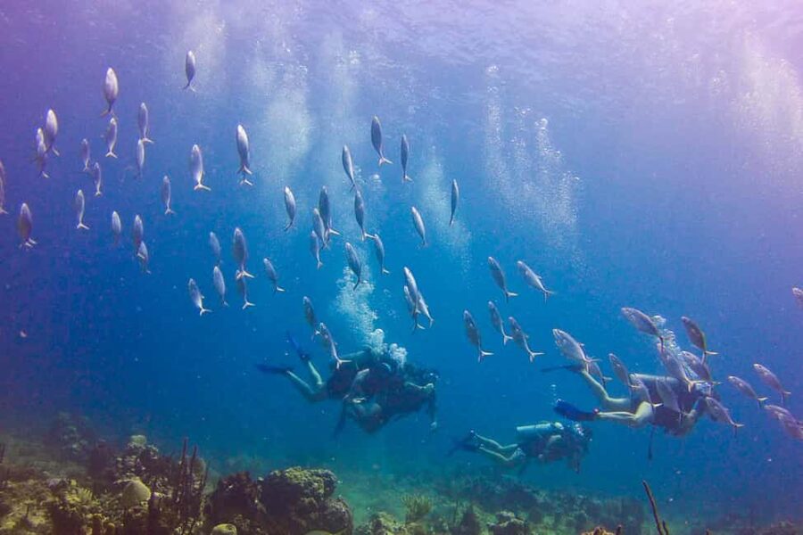 Catalina Island Scuba Diving Tour from Punta Cana - Price check: does $175 make sense for this mix of costs?