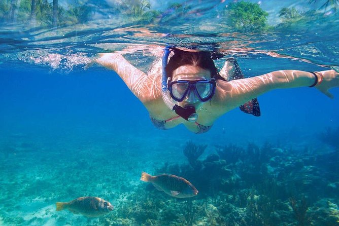 Catalina Island & Snorkeling Tour - The Wall snorkeling: where the tour earns its reputation