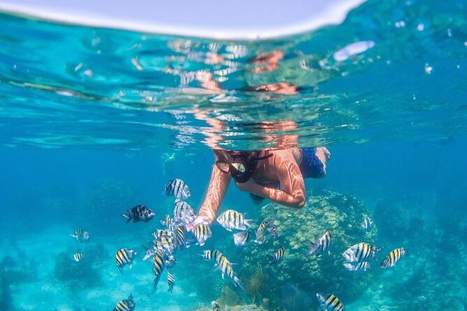 Catalina Island & Snorkling Tour Full Day All Inclusive - Isla Catalina snorkeling: the Wall and what to expect underwater
