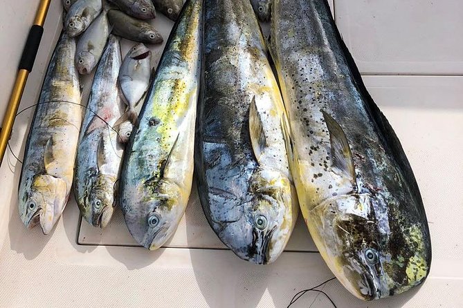 Deep Sea Fishing Tour - Weather and Catch Reality: The Important Bits You Can’t Control