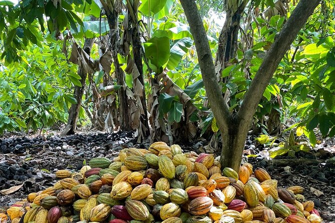 Discover Dominican life - Local culture beyond the factories: markets, basilica cathedral, street life