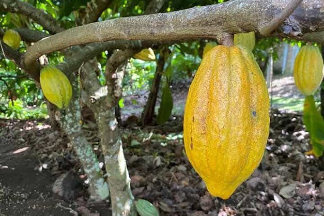Discovery DE the real Dominican Republic EN small committee. - Anamuya coffee and cocoa plantation: from farm to tasting