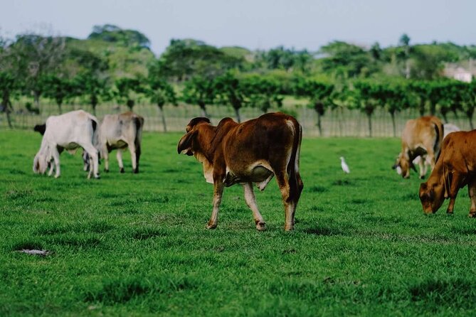 Dominican Republic Cultural Country Safari Tour from Punta Cana - The Guides: Why Teo, Danilo, and Dao Matter to the Experience