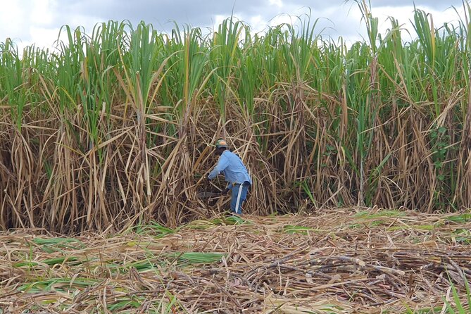 Dominican Safari Half Day... - Sugar cane, coffee, and cocoa: the countryside part you can’t easily DIY