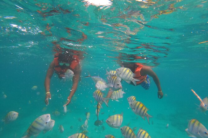 Explore Catalina Island & Snorkeling Adventure from Punta Cana - What’s Included vs. What You Need to Bring