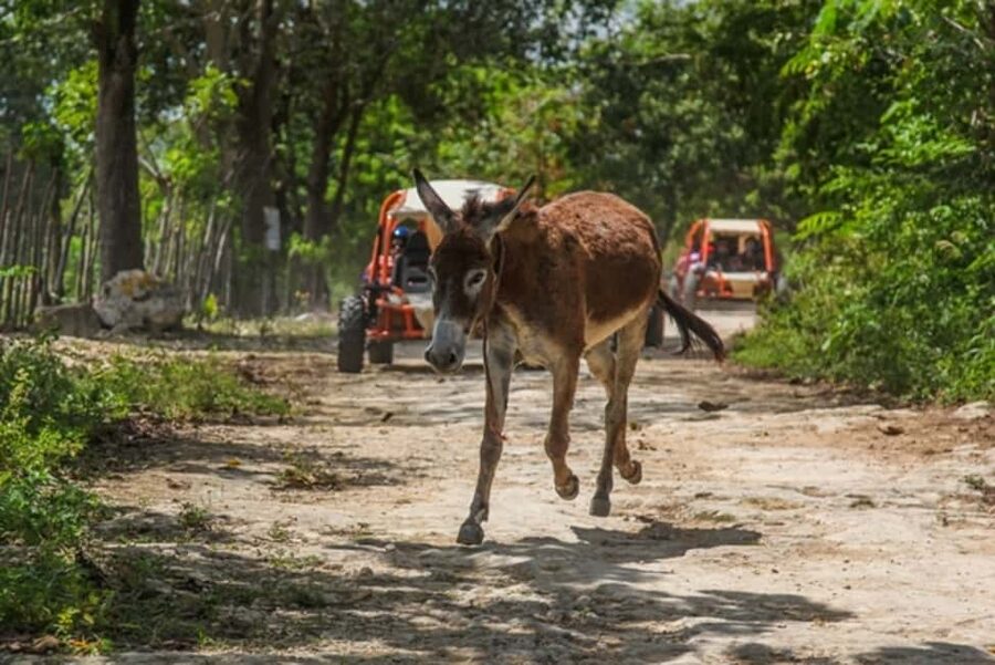 Flintstones Buggy, Cave and Adventure in Bavaro - Off-road scenery: banana plantations, animals, and ancient-looking cliffs