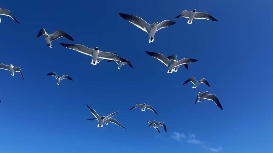 From La Romana: Saona Island for Aida Cruises Passengers - Turtle nursery: conservation, and why you might not see baby turtles