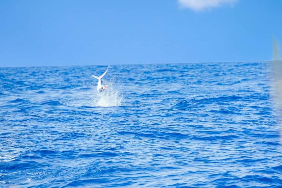 From Punta Cana: Deep Sea Fishing Tour by Boat with Drinks - Species targets: marlin, sailfish, tuna, and mahi-mahi (and what you might catch)
