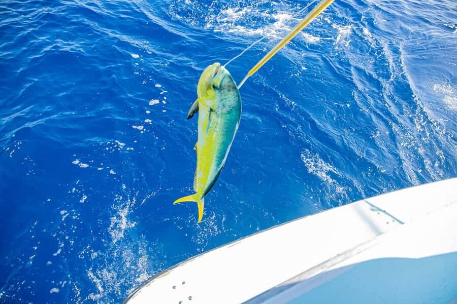 From Punta Cana: Deep Sea Fishing Tour by Boat with Drinks - Getting to the boat: pickup timing that matters