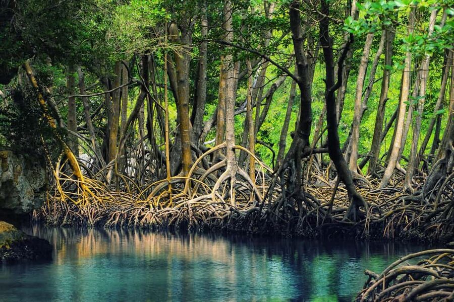 From Punta Cana: Los Haitises Guided Day Tour - Caño Hondo boat trip: mangroves, birds, and limestone mogotes