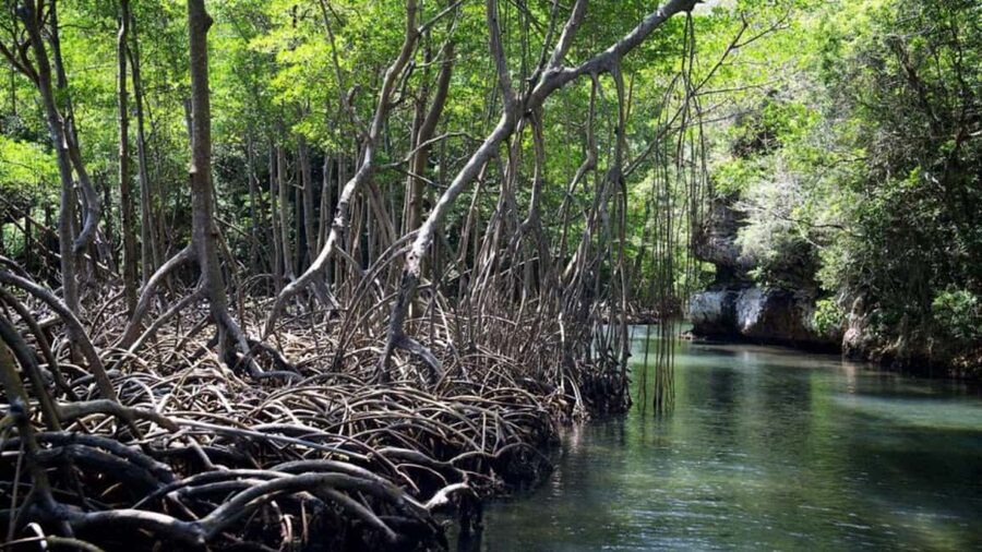 From Punta Cana: Los Haitises Guided Day Tour - Natural pools at Caño Hondo Paradise Hotel and the Jivales River dip
