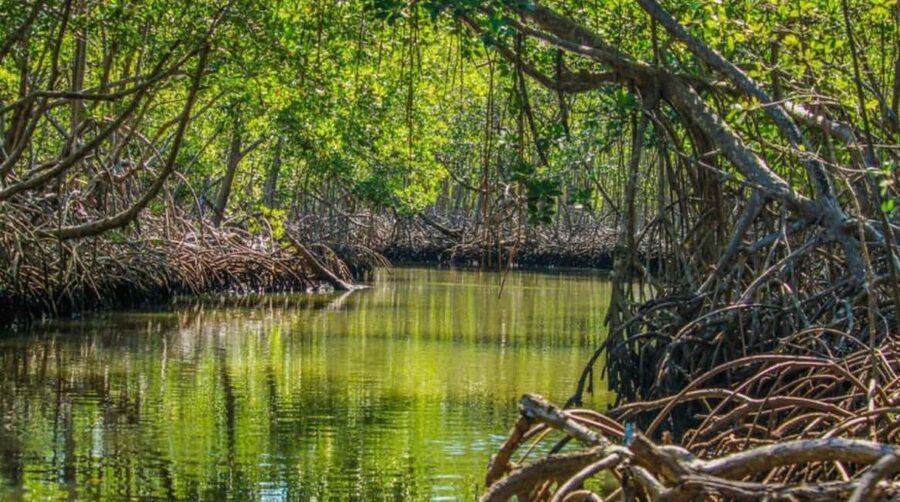 From Punta Cana: Los Haitises Guided Day Tour - Price and value: is $125 fair for this mix?