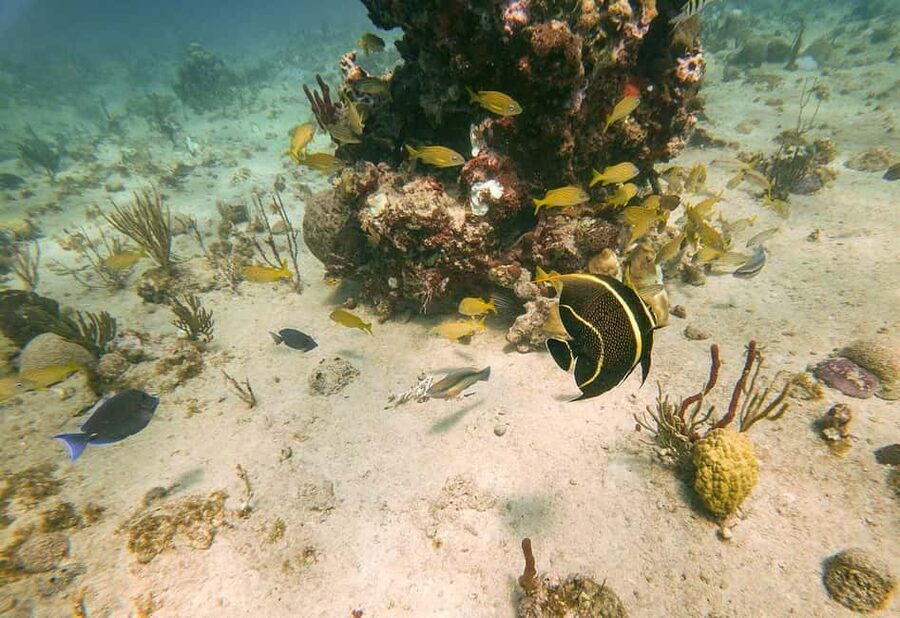 From Punta Cana or Bayahibe: Catalina Island with Snorkeling - Making the most of island free time (without getting caught in the sun)