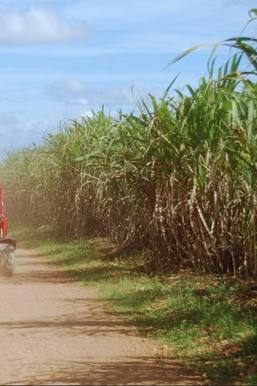 From Punta Cana or La Romana: Sugarcane Fields Buggy or Quad - Price and Value: Is $45 a Fair Deal for This 3-Hour Adventure?