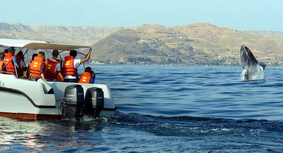 From Punta Cana: Samana Bay Whale-Watching Cruise with Lunch - FAQ