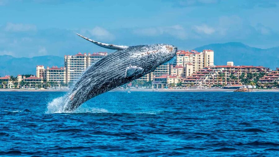 From Punta Cana: Samana Bay Whale-Watching Cruise with Lunch - Punta Cana to Samana Bay: What Your Day Really Looks Like