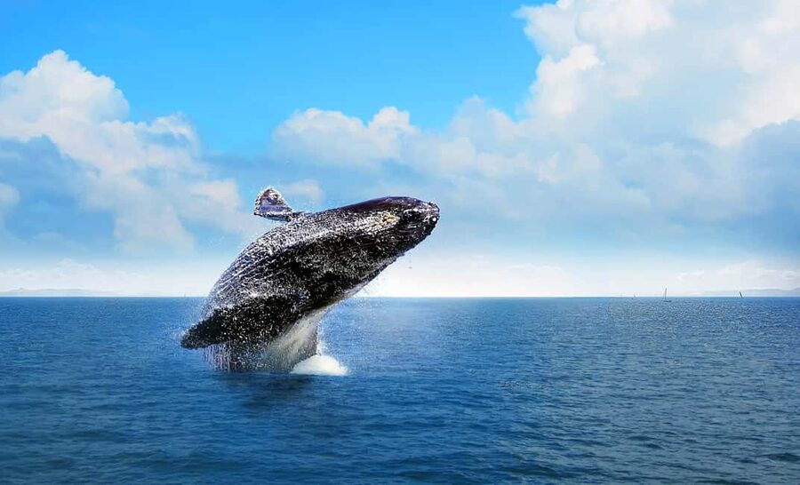 From Punta Cana: Samana Bay Whale-Watching Cruise with Lunch - The Cruise Vibe: Time on the Boat, Comfort, and Patience