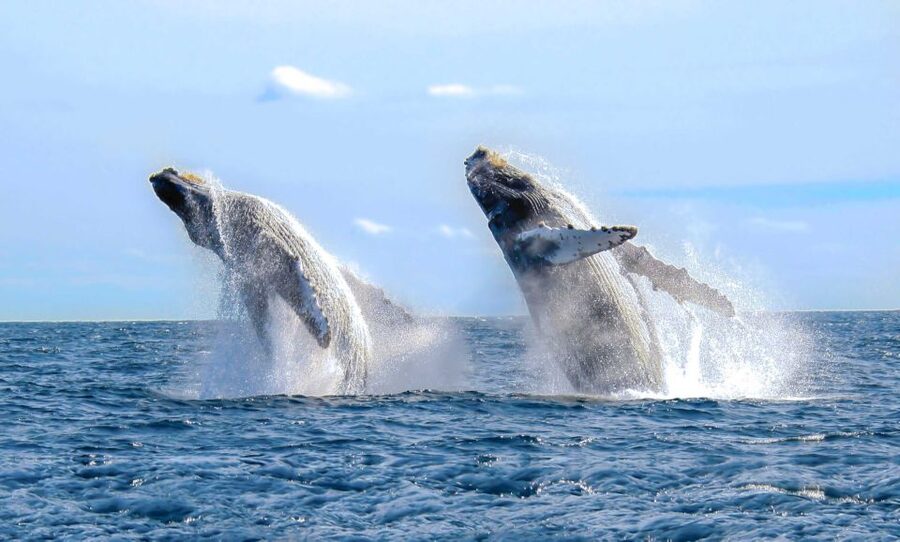 From Punta Cana: Samana Bay Whale-Watching Cruise with Lunch - Extra Stops and Schedule Surprises: When the Day Runs Different