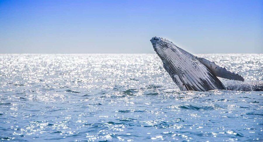 From Punta Cana: Samana Bay Whale-Watching Cruise with Lunch - Price and Value: Is $140 Worth It for Samana Bay?