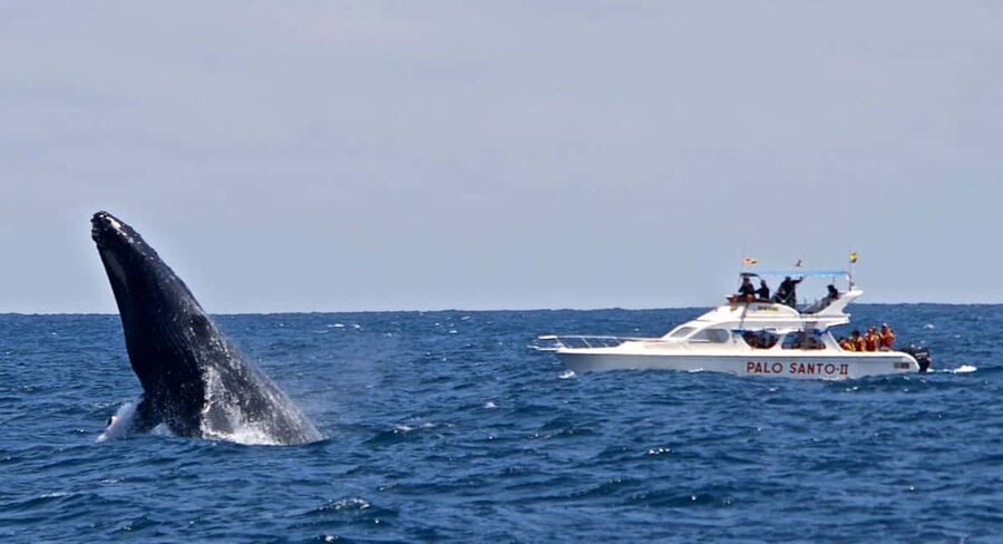 From Punta Cana: Samana Bay Whale-Watching Cruise with Lunch - Should You Book the Samana Bay Whale-Watching Cruise from Punta Cana?