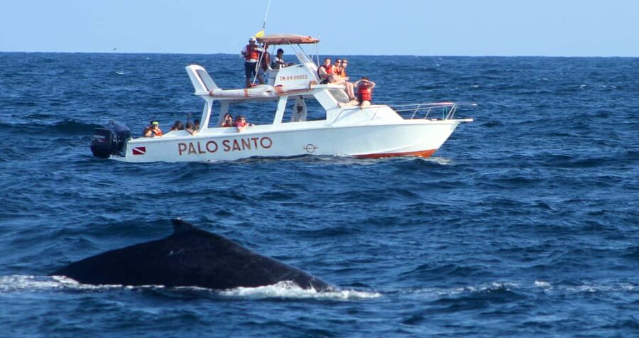 From Punta Cana: Samana Bay Whale-Watching Cruise with Lunch - Whale Watching on the Water: How to Actually Spot Humpbacks