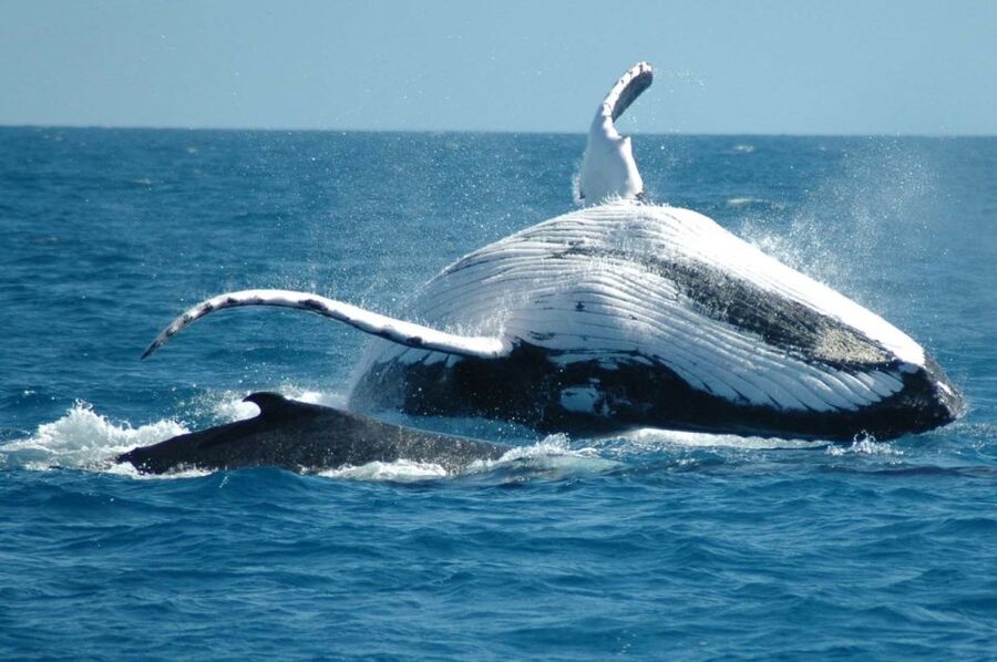 From Punta Cana: Sanctuary Whale Watching Day Trip - Who This Trip Suits Best (and Who Should Skip)