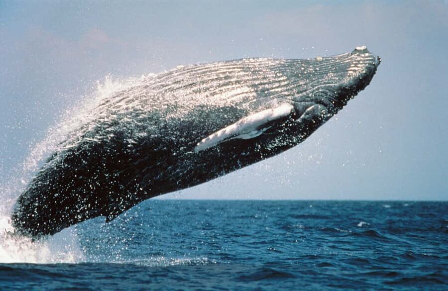 From Punta Cana: Sanctuary Whale Watching Day Trip - Cayo Levantado (Bacardi Island): Quick Paradise, Plan for a Short Stay