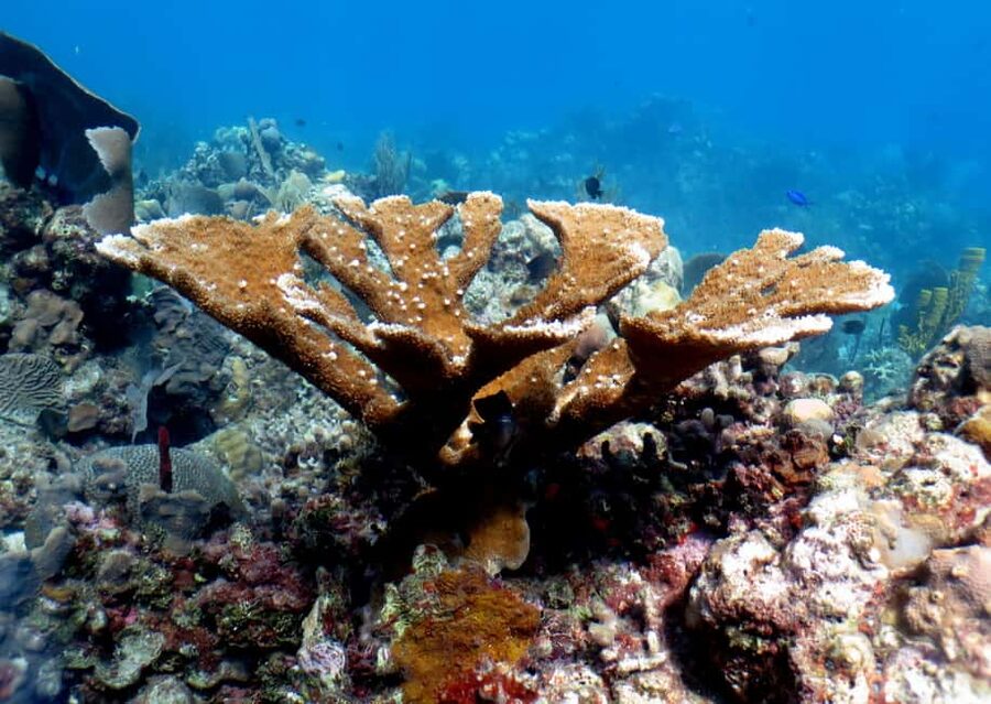From Punta Cana: Small Group Catalina Island Snorkeling Tour - The big reasons Catalina Island snorkeling works so well here