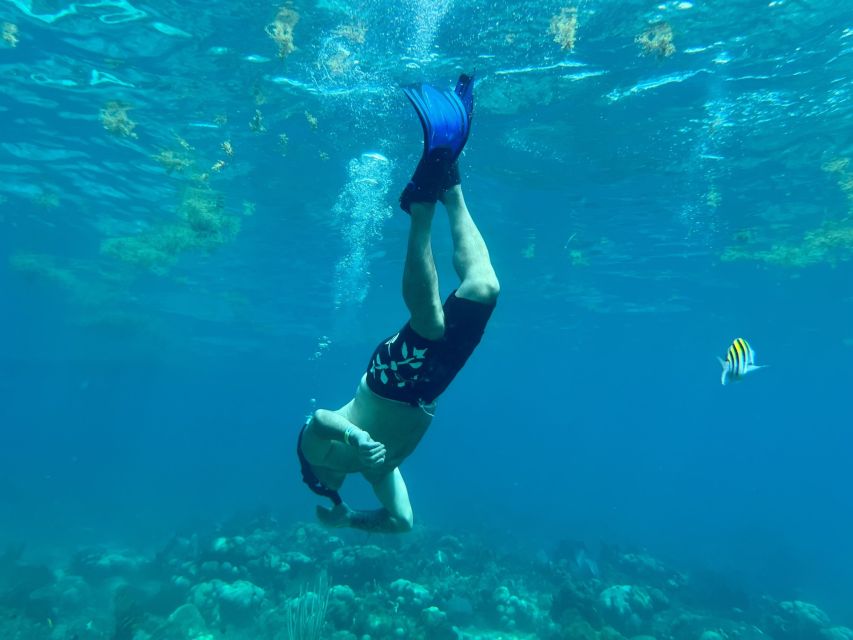 From Punta Cana: Small Group Catalina Island Snorkeling Tour - Should you book Dominican Attitude Excursions for Catalina Island snorkeling?
