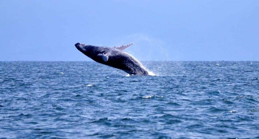 From Punta Cana: Whale Watching and Montana Redonda Tour - Who this tour suits best (and who should pass)