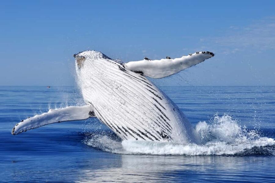 From Punta Cana: Whale Watching and Montana Redonda Tour - Whale watching plus Montaña Redonda: why this combo makes sense