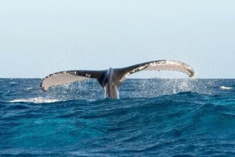 From Punta Cana: Whale Watching and Montana Redonda Tour - The Miches return and transfer to Montaña Redonda: when the day shifts gears