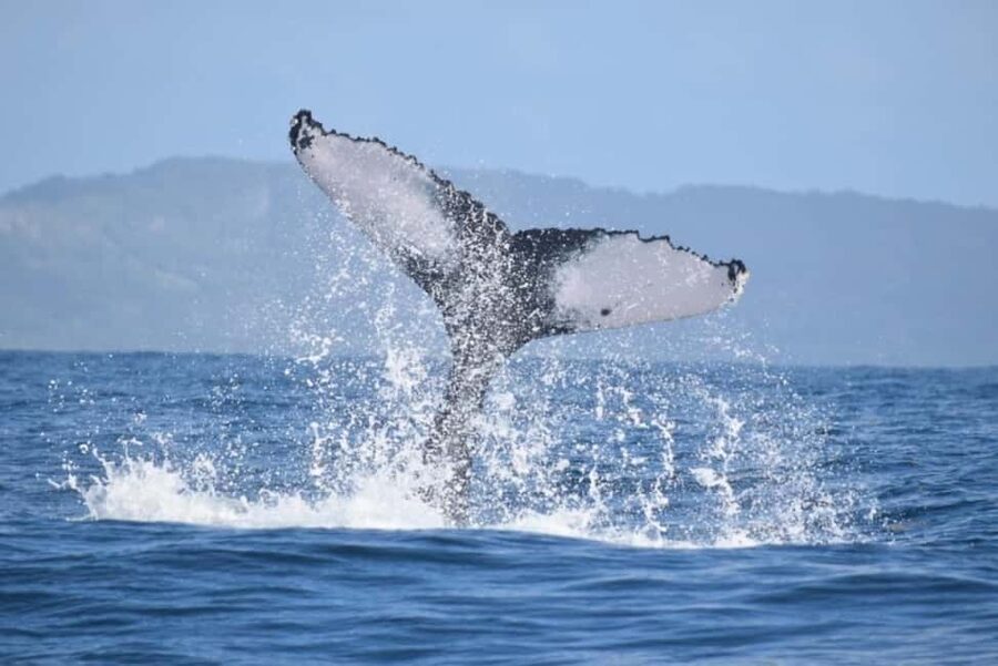 From Punta Cana: Whale Watching and Montana Redonda Tour - Montaña Redonda by safari truck: the ride and the view