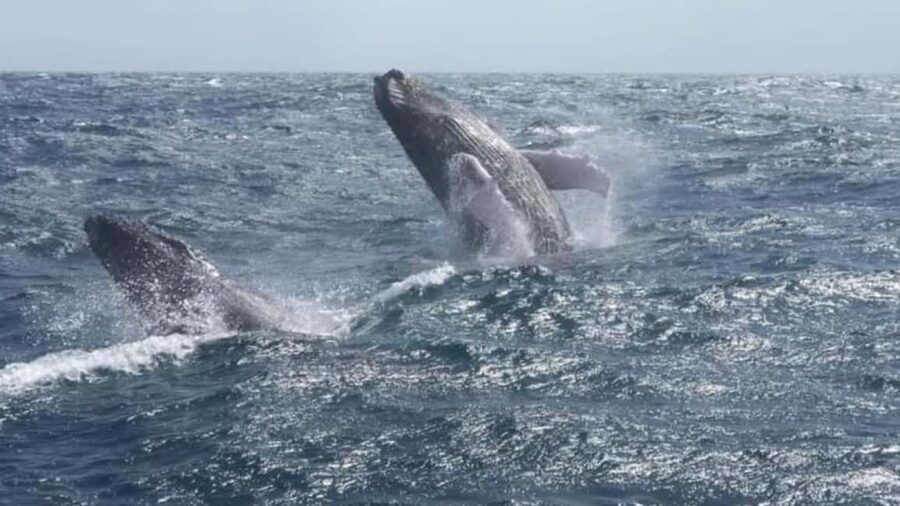 From Punta Cana: Whale Watching and Montana Redonda Tour - Timing, comfort, and what to pack for this 9–10 hour day