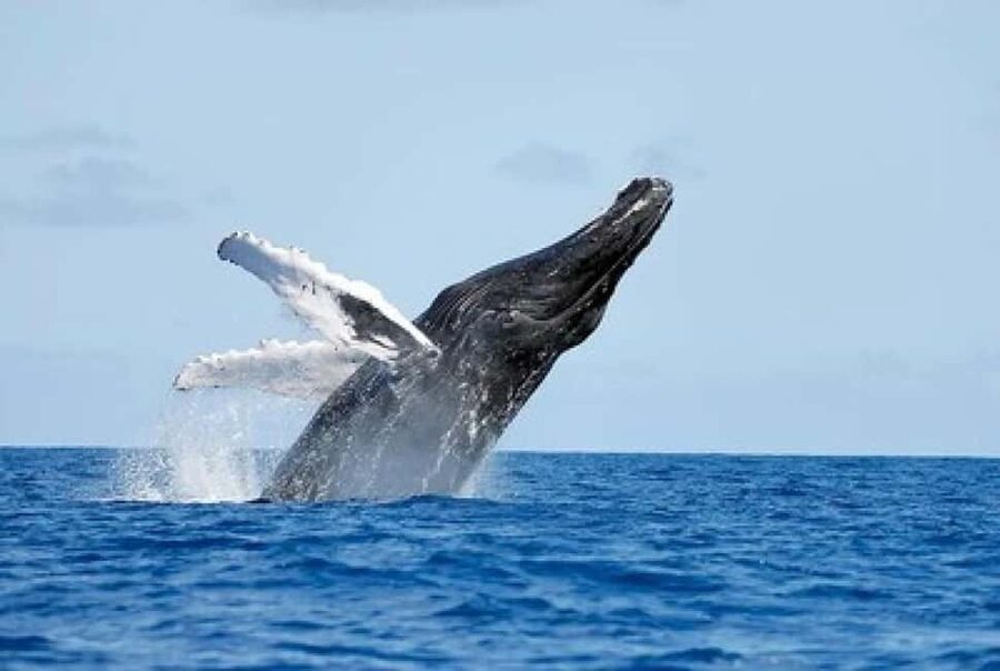 From Punta Cana: Whale Watching and Montana Redonda Tour - Price and value: is $210 per person fair?