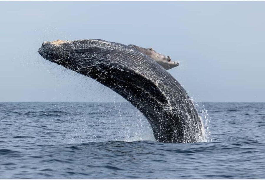 From Punta Canta: Whale Watching Cruise with Cayo Levantado - Key Highlights to Know Before You Go