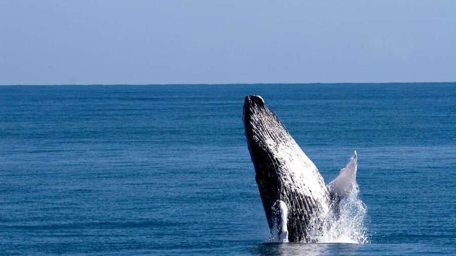 From Punta Canta: Whale Watching Cruise with Cayo Levantado - A 10-Hour Day: From Eastern Plain Roads to Samana’s Water