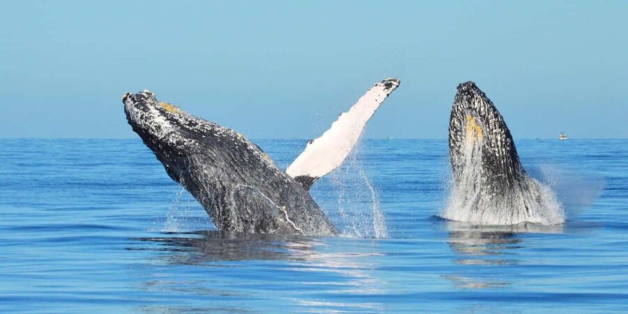 From Punta Canta: Whale Watching Cruise with Cayo Levantado - Whale Watching Sanctuary: The Main Event