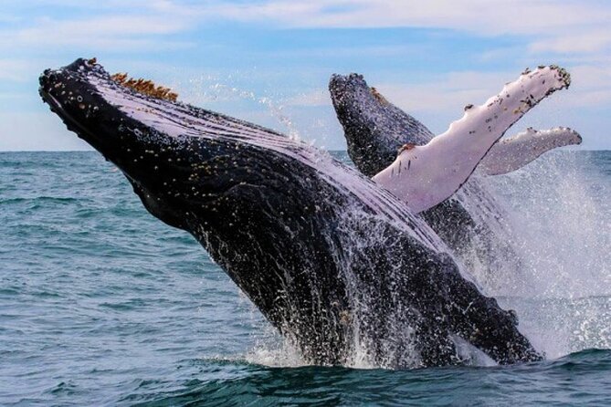 Full Day Bacardi Whale Watching - End Season March 30th - Key highlights you’ll care about