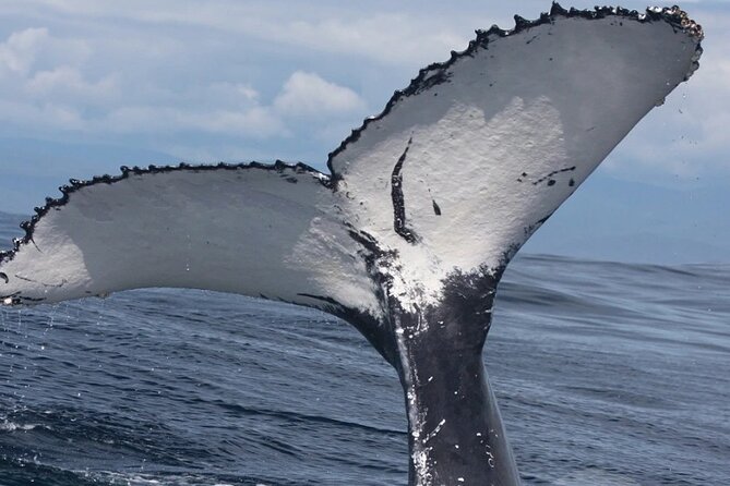 Full Day Bacardi Whale Watching - End Season March 30th - Samaná Bay humpback watching: what makes it worth your day